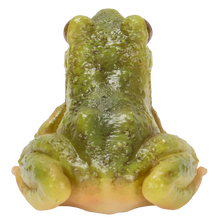 画像をギャラリービューアに読み込む, 二ホンアマガエル|WooBia(ウービア)