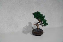 画像をギャラリービューアに読み込む, re盆栽77|TOUFU TOKYO(トウフトウキョウ)