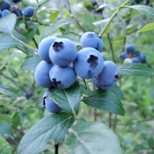 画像をギャラリービューアに読み込む, ブルーベリーコンフィチュール|Le Café de Pomme(ル カフェ ドゥ ポム)