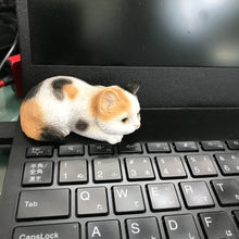 画像をギャラリービューアに読み込む, うつぶせ三毛猫|WooBia(ウービア)