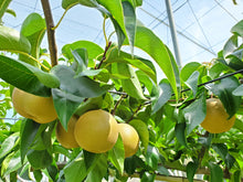 画像をギャラリービューアに読み込む, コンフィチュールギフト箱2本用|Le Café de Pomme(ルカフェドゥポム)