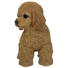 画像をギャラリービューアに読み込む, 右向きに立つトイプードル(アプリコット)|WooBia(ウービア)