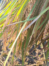 画像をギャラリービューアに読み込む, お米と発酵 落花生クッキー|tacome(タコメ)