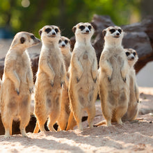 画像をギャラリービューアに読み込む, ミーアキャット|ソックス・靴下|Miita(ミータ)