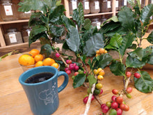 画像をギャラリービューアに読み込む, 国産コーヒーリーフティー<沖縄 中山コーヒー園産 >|珈琲や(コーヒーヤ)