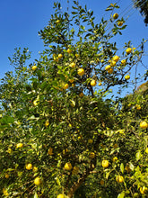 画像をギャラリービューアに読み込む, 柚子とみかんのマーマレード|Le Café de Pomme(ルカフェドゥポム)