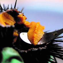 画像をギャラリービューアに読み込む, ウミカルビスケット|下園薩男商店