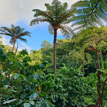 画像をギャラリービューアに読み込む, コーヒーチェリーティー<沖縄 中山コーヒー園産 >|珈琲や(コーヒーヤ)