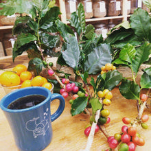 画像をギャラリービューアに読み込む, コーヒーチェリーティー<沖縄 中山コーヒー園産 >|珈琲や(コーヒーヤ)