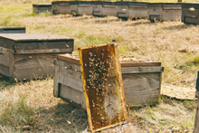 画像をギャラリービューアに読み込む, クローバー蜂蜜　１６０ｇ｜十勝養蜂園（トカチヨウホウエン）
