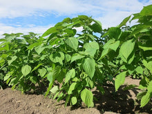 画像をギャラリービューアに読み込む, N/A ハンド&ボディクリーム|Cocopelli(ココペリ)