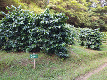 画像をギャラリービューアに読み込む, 国産コーヒーリーフティー<沖縄 中山コーヒー園産 >|珈琲や(コーヒーヤ)