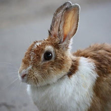 画像をギャラリービューアに読み込む, うさぎシリーズ ハーブクリーム つるつるスキンケア|SETOUCHI T&K HERB(せとうちT&Kハーブ)