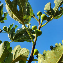 画像をギャラリービューアに読み込む, いちじくコンフィチュール|Le Café de Pomme(ル・カフェドゥポム)