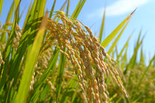 画像をギャラリービューアに読み込む, 日本酒 吉村 白 純米酒 720ml|和饗酒造(わきょうしゅぞう)