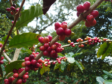 画像をギャラリービューアに読み込む, コーヒーチェリーティー<沖縄 中山コーヒー園産 >|珈琲や(コーヒーヤ)