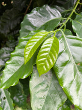 画像をギャラリービューアに読み込む, 国産コーヒーリーフティー<沖縄 中山コーヒー園産 >|珈琲や(コーヒーヤ)