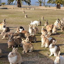 画像をギャラリービューアに読み込む, うさぎシリーズ ハーブクリーム つやつやリップ |SETOUCHI T&K HERB(せとうちT&Kハーブ)