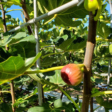 画像をギャラリービューアに読み込む, いちじくコンフィチュール|Le Café de Pomme(ル・カフェドゥポム)