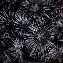 画像をギャラリービューアに読み込む, ウミカルビスケット|下園薩男商店