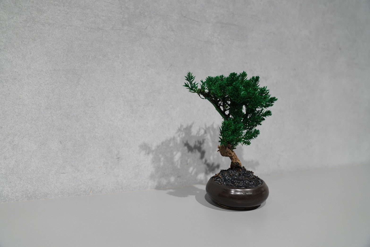 TOUFU 東京　盆栽　年末キャンペーン TOUFU 人気 東京 盆栽 年末キャンペーン