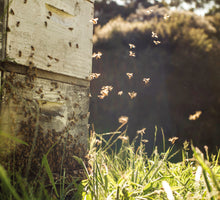 画像をギャラリービューアに読み込む, マヌカハニーWild Cape UMF20+ 250g｜FARADAY　KAMAKURA（ファラディ　カマクラ）

