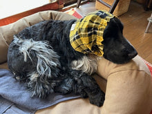 画像をギャラリービューアに読み込む, ワンちゃん用スヌード　タータンチェック　黄色＆黒｜FARADAY　KAMAKURA（ファラディ　カマクラ）
