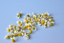 画像をギャラリービューアに読み込む, カモミール｜箱根山麓ハーブTreize13（ハコネサンロクハーブトレーズ）
