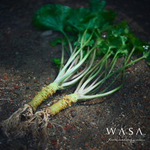 画像をギャラリービューアに読み込む, ニュートリブースト スキンセラムミスト Nutri Boosting Skin Serum Mist｜WASA.（ワサ）
