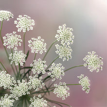 画像をギャラリービューアに読み込む, ビーズの花束ブローチ　=レースフラワーのブーケ= | 普段使いからフォーマルまで◎| 卒業式や入学式のコサージュとして | バッグチャームとしても | 誕生日 | 記念日 | お祝い | お礼 | 先輩へ | 母の日 | 敬老の日 | ｜Des Ailes（デゼル）
