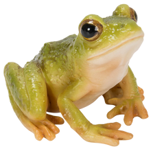 画像をギャラリービューアに読み込む, 二ホンアマガエル｜WooBia（ウービア）
