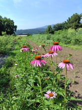 画像をギャラリービューアに読み込む, 免疫｜箱根山麓ハーブTreize13（ハコネサンロクハーブトレーズ）
