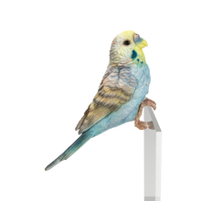 画像をギャラリービューアに読み込む, 縁飾り　水色セキセイインコ｜WooBia（ウービア）
