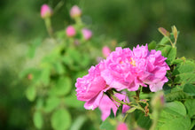 画像をギャラリービューアに読み込む, 美容のサポート｜箱根山麓ハーブTreize13（ハコネサンロクハーブトレーズ）
