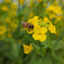 画像をギャラリービューアに読み込む, 初夏の百花蜜 240g｜Good Bee Vibes（グッドビーバイブス）
