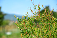 画像をギャラリービューアに読み込む, リラックス｜箱根山麓ハーブTreize13（ハコネサンロクハーブトレーズ）
