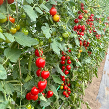 画像をギャラリービューアに読み込む, 完熟ミニトマト 100% ストレートジュース 北海道 富良野市産 720ml プレミアムルビー｜阿部農園（アベノウエン）
