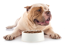 画像をギャラリービューアに読み込む, アレヴァ　エクイリブリアム　ウェイトコントロール　成犬用　小粒　２ｋｇ｜アレヴァ
