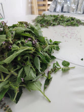 画像をギャラリービューアに読み込む, ホーリーバジル｜箱根山麓ハーブTreize13（ハコネサンロクハーブトレーズ）
