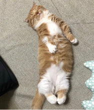 画像をギャラリービューアに読み込む, 花畑でお昼寝するねこたちの首飾り （デスパイネ・マフィン）｜maltamarie（マルタマリエ）
