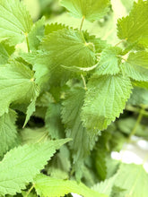画像をギャラリービューアに読み込む, ネトル｜箱根山麓ハーブTreize13（ハコネサンロクハーブトレーズ）
