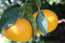 画像をギャラリービューアに読み込む, はっさく＆みかんジュースセット｜8℃ by きみのフルーツ（ハチドバイキミノフルーツ）
