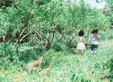 画像をギャラリービューアに読み込む, 農薬不使用栽培のブルーベリージャム310g｜Blueberry Farm SUZUKI（ブルーベリーファームスズキ）
