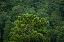 画像をギャラリービューアに読み込む, 森林湯浴　檜葉の香り　薬用入浴剤【無添加 お肌にやさしい】300ｇ 計量スプーン付き｜Healing Essence（ヒーリングエッセンス）｜Healing Essence（ヒーリングエッセンス）
