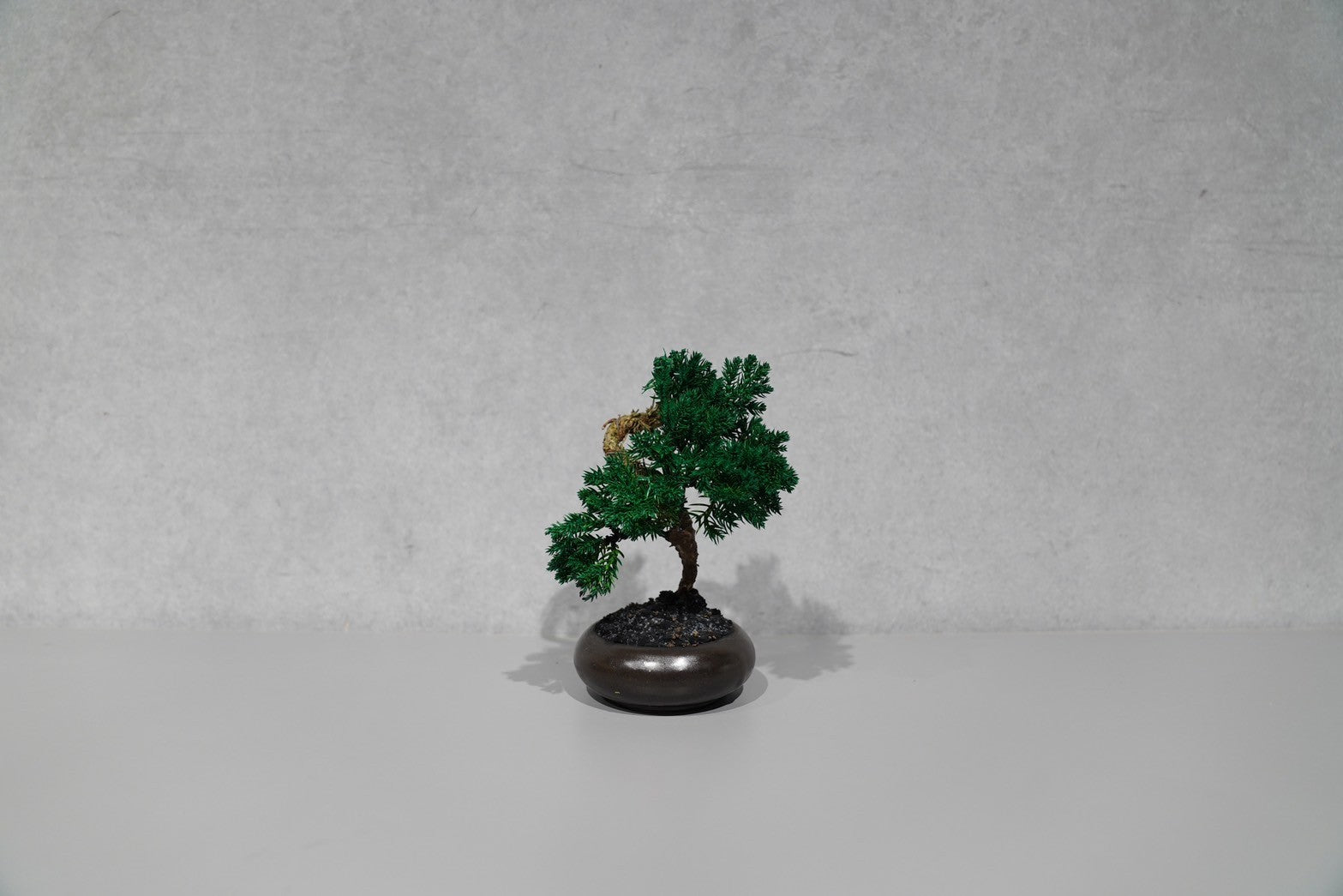 TOUFU TOKYO トウフトウキョウ　盆栽　水やり不要 TOUFU TOKYO トウフトウキョウ 盆栽 水やり不要 re盆栽81｜TOUFU