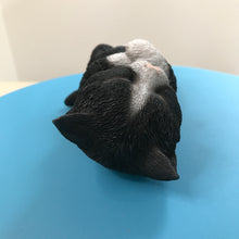 画像をギャラリービューアに読み込む, へそ天　ハチワレ黒白猫｜WooBia（ウービア）
