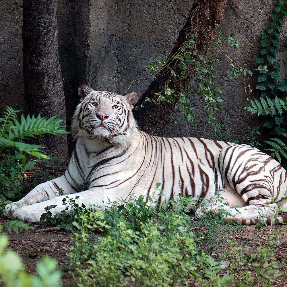 ホワイトタイガー｜ソックス・靴下｜Miita（ミータ） – CHOOSEBASE SHIBUYA