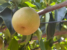 画像をギャラリービューアに読み込む, 梨の王国｜バルスタック
