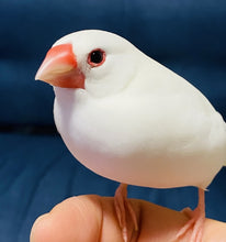 画像をギャラリービューアに読み込む, 🟧【POPUP 新作】鳥シリーズ「白文鳥」工芸ネックレス オールステンレス仕様｜metallico （メタリコ）
