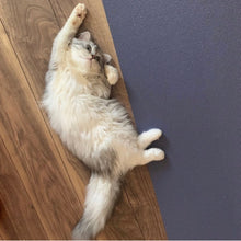 画像をギャラリービューアに読み込む, へそ天で眠るネコ・マフィンの髪飾り｜maltamarie（マルタマリエ）
